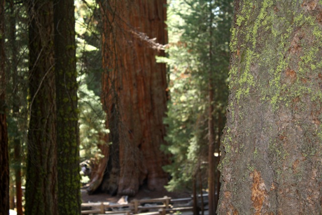 [Sequoia National Park 154[3].jpg]