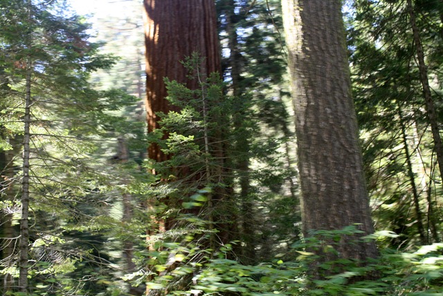 [Sequoia National Park 089.jpg]