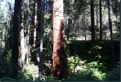 Sequoia National Park 102