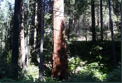 Sequoia National Park 102 Sequoia National Park 102