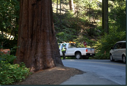 Sequoia National Park 103