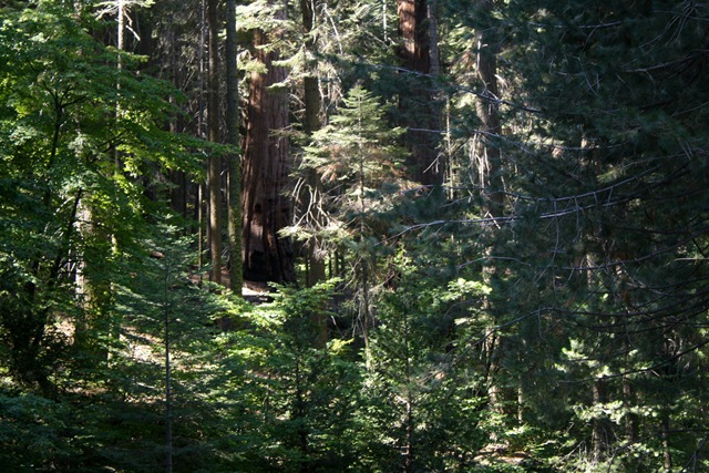 [SequoiaNationalPark1043.jpg]