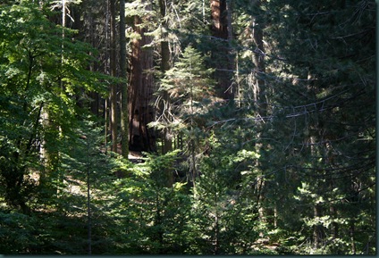 Sequoia National Park 104