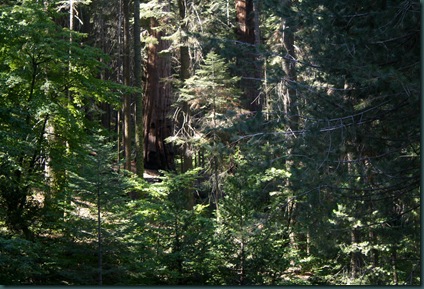 Sequoia National Park 104 Sequoia National Park 104