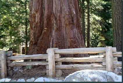 Sequoia National Park 125