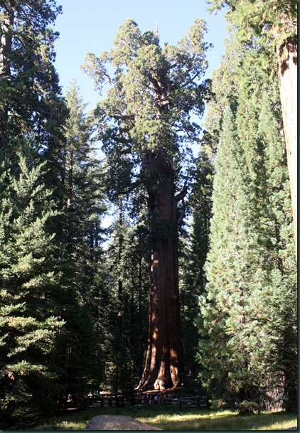 Sequoia National Park 275 Sequoia National Park 275