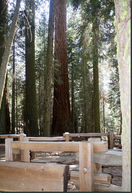 Sequoia National Park 206