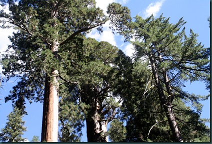 Sequoia National Park 211
