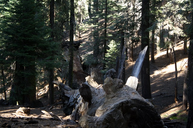 [Sequoia National Park 252[3].jpg]
