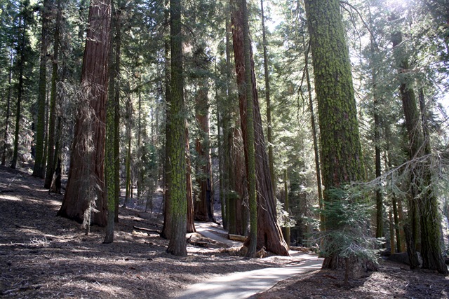 [Sequoia National Park 249[3].jpg]