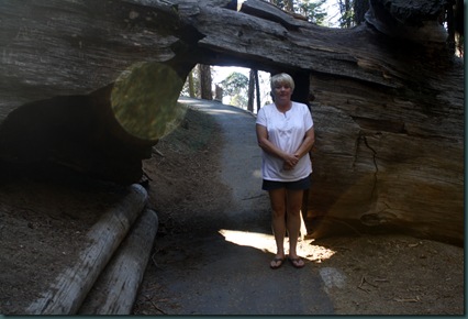 Sequoia National Park 259 Sequoia National Park 259