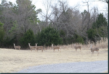 More deer and ginger's house 013