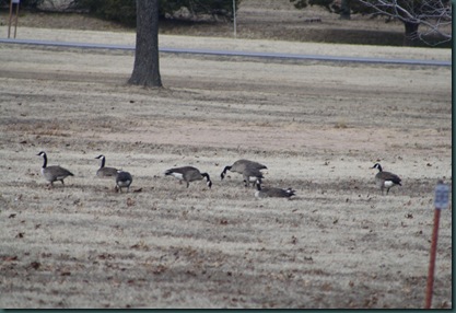 Geese and turkey 007