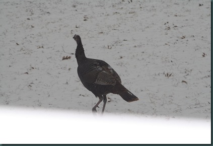 Snow, bread and geese 065