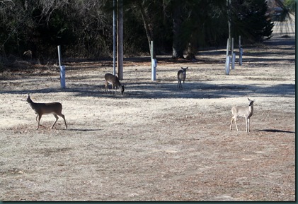 Deer & Bentley 020