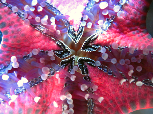Star Fish.png