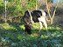 Koe in onze groentetuin