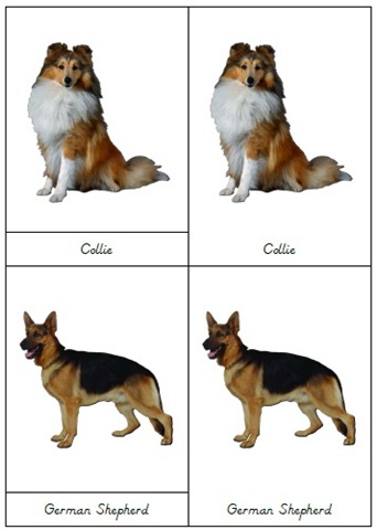[DogsSample4.jpg]