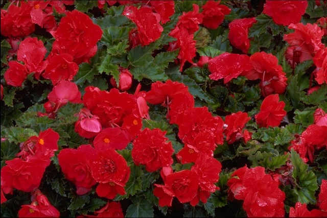 [red_flowers[2].jpg]
