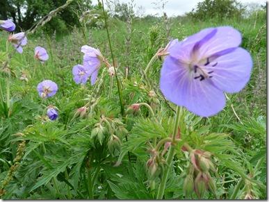 Walk 4 5 Flowers Owls 009