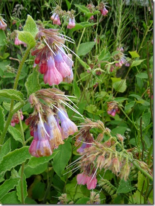 Walk 4 5 Flowers Owls 005