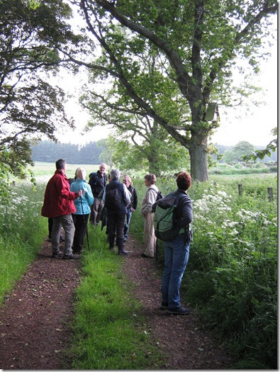 Wild Flowers and Barn Owls 036