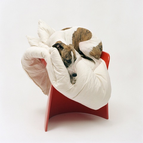 [Daan na cadeira laranja[8].jpg]