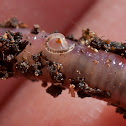 tiny worm, riding on a worm