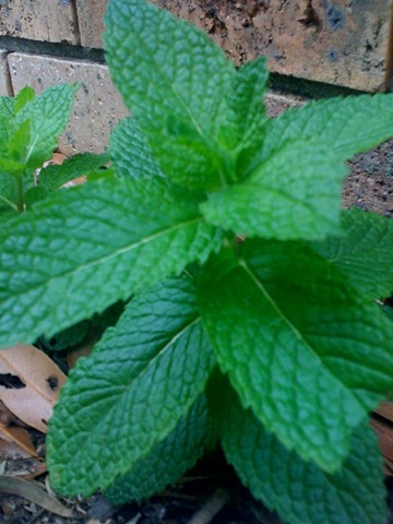 [mint[9].jpg]