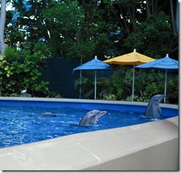 dolphin nursery 2 (1 of 1)