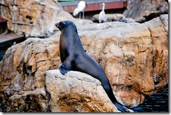 sea lion2 (1 of 1)