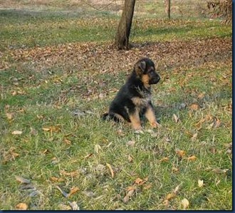 cuccioli2