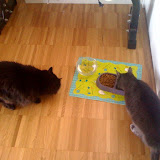 Kitties love tunafish!