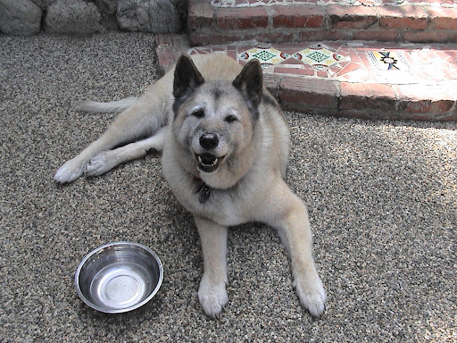 Learning these life-saving techniques will help keep your pet safe and healthy like this happy guy. Learning these life-saving techniques will help keep your pet safe and healthy like this happy guy.