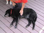 Step 4 Gently take animal’s left front leg and bend it at the elbow, rotating it at the shoulder. Where his elbow touches his body is where you place your left hand for compressions. Step 4 Gently take animal’s left front leg and bend it at the elbow, rotating it at the shoulder. Where his elbow touches his body is where you place your left hand for compressions.