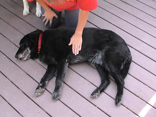 Step 4	Gently take animal’s left front leg and bend it at the elbow, rotating it at the shoulder.  Where his elbow touches his body is where you place your left hand for compressions.