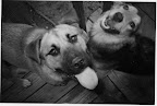 Statistics show that preventable accidents are the leading cause of death among companion animals.