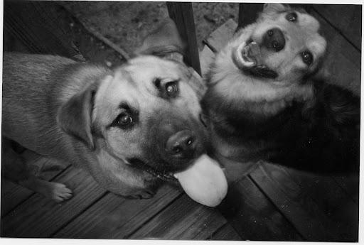 Statistics show that preventable accidents are the leading cause of death among companion animals.