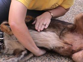 If you feel you are rolling off the dog's chest and not compressing straight down, try this alternate method where you stabilize the dog with one arm by compressing with the other hand.