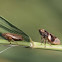 schuimbeestje of schuimcicade (Philaenus spumarius)