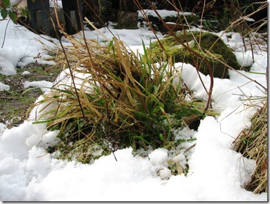 Metre tussock 017