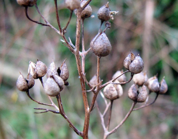 [20081225 Metre 002[3].jpg]
