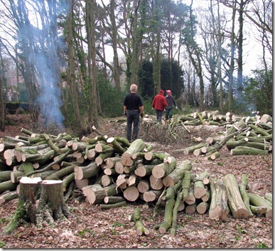 20090107 Killingan Wood coppicing 001a