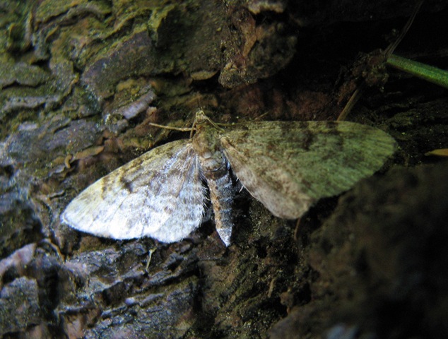 [20100604 BHW pug moth cpt 3b 015[4].jpg]