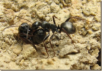 20110517 BHW Lasius niger carrying live worker