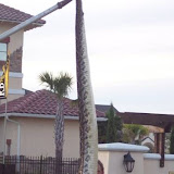 huge_rattlesnake2.jpg