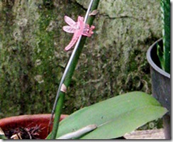 papatongpalsu