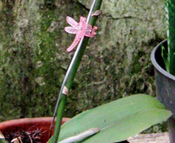 [papatongpalsu2.jpg]