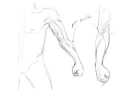 anatomiSketch09