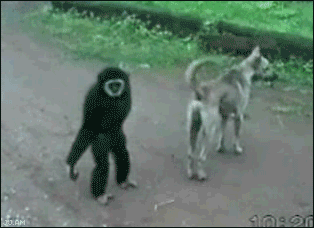 macaco e cachorro